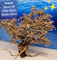 Aquarium Wurzel Bonsai Baum auf Schieferplatte