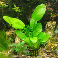@ (◕‿◕)\@ Aquariumpflanzen : Echinodorus Ozelot Green - Amazonasschwertpflanze