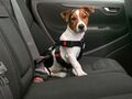 Auto Sicherheitsgurt Sicherheitsgeschirr Hunde Gr. M, 40-60 cm