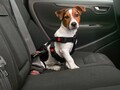 Auto Sicherheitsgurt Sicherheitsgeschirr für Hunde Gr. XL, 60-100 cm