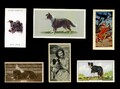 BORDER COLLIE WORKING SHEEPDOG Hund Vintage Zigarette & Sammelkarten x 6 Original