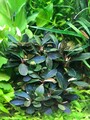 Bucephalandra sp. "Theia"  - 3 Ableger Einzelpflanzen - Super Qualität Kedegang