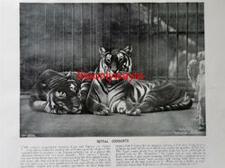 Königliche Gemahlinseln, männlicher & weiblicher Tiger (Regents Park Zoo), Buchillustration, c1895