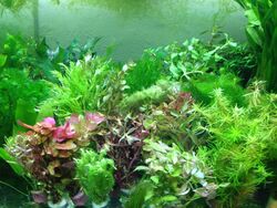 40 Aquariumpflanzen Wasserpflanzen Aquarium Mix Stängelpflanzen gegen Algen