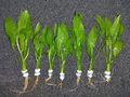@ (◕‿◕)\@ ANGEBOT Echinodorus Bleheri Amazonasschwertpflanze 7 Bunde