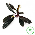 Bucephalandra achiles 'Black Dark'