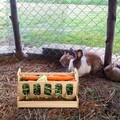 Heu-Futterständer für Kaninchen, großer Heuständer für Meerschweinchen, fü