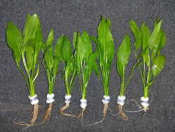 @ (◕‿◕)\\@ Aquariumpflanzen Echinodorus Bleheri Amazonasschwertpflanze