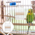  Automatischer Papageifutter Futterautomat Für Papageien Vogelkäfig -Feeder
