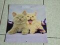 Funny Cats 2024 - Broschürenkalender 30x30 cm (30x60 geöffnet) - Kalender mit...