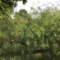 Wilder Fenchel Foeniculum vulgare Bitterfenchel Urform der bekannten Heilpflanze