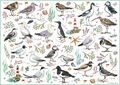 500 Teile Puzzle Otter House 75510 Seabirds Meeresvögel *Neu & OVP*