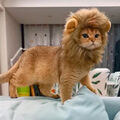 Lustiges süßes Löwenmähne-Kostüm für kleine Katzen oder Hunde, Haustierkle