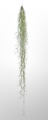 XL Strauß Spanisches Moos – Tillandsia Usneoides 100 cm – Naturdeko Luftpflanze