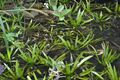 5 Krebsscheren Wasseraloe WINTERFEST freischwimmend   schnelle Lieferung