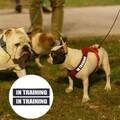 2 Pairs Hundestrustgurt Patch Patches Für Hundegeschirre