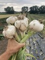 10 Elefantenknoblauch BIO + 10 Gratis Brutzwiebeln