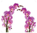 WENKO Herd Abdeckplatte Herd Abdeckung Schneide Brett Ceranfeld Glas ORCHIDEEN