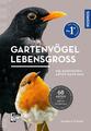 Daniela Strauß | Gartenvögel lebensgroß | Taschenbuch | Deutsch (2024) | 128 S.