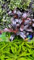  Aquariumpflanze / Bucephalandra sp. Phantom Mini 2013/2014 🌸🌼🪷🏵🌷