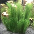 Aquarium Dekoration Künstliche Wasserpflanzen Lebendige Simulationspflanze ~