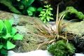 Aquarium Pflanze Cryptocoryne albida 'Brown' Tropica Nr.126B Wasserpflanzen 
