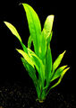 1 Bund Amazonas-Schwertpflanze (Echinodorus amazonicus) für Aquarium
