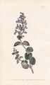 catnip Katzenminzen Nepeta flower Botanik engraving Kupferstich Curtis 923