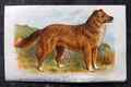 Dalziel 1880er antiker Hundedruck. Collie