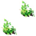  2 Count Aquarium Dekoration Aquariumdekorationen Pflanzen Aquariumpflanzen
