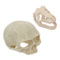 2 Pcs Skeleton Kopf Knochen Aquarium Fisch Shelter Künstliche Schädel Statue
