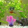 Aquarium Landschaftsbau  Wasserpflanzen Dekoration 5 Farbe