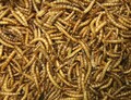 Getrocknete Mehlwürmer Reptilien Nager Igel Vogel Fisch Futter  5 L  