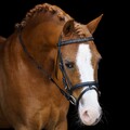 Trensenzaum Shetty Zaumzeug Leder IRHStormy Imperial Riding schwarz/crystal