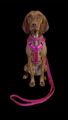 MESH Y-COMFORT GESCHIRR Hund Hundegeschirr ähnlich Anny-x fuchsia XS-XL