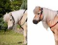 Kerbl Western Set Pony ; Trense und Vorderzeug schwarz/grün rot/schwarz M4