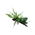 Anubias nana und Microsorum pteropus auf Wurzel (25-30cm) Aquarienpflanzen Deko