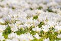 winterharte Krokusse tiefweiß schnellwüchsig exotisch Pflanzen im für den Garten