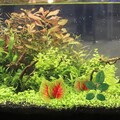  3 Pcs Aquarium-pflanzen Künstliche Für Aquarien Aquarienpflanzen