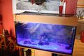 MP Aquarium 200l, Komplettset mit Unterschrank, LED-Licht Fische, Deko, Pflanzen