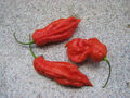 Jay's Red Ghost Scorpion Chilisamen Chili - Super Hot 5 Samen