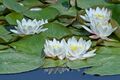 weiße Seerose Virginalis für den Gartenteich Teich Filterpflanzen Deko