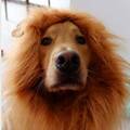 Löwen Mähne Kopfbedeckung Kostüm für Großer Hunde Katzen,Halloween Tiere Mützen