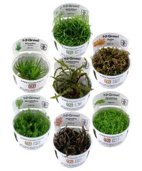 Aquarium Pflanzen 1-2-Grow!  Tropica Wasserpflanzen invitro