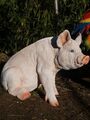 Schwein Deko Figur groß lebensecht ca 40cmx46cm Ferkel Schweine Garten NEU