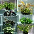 ⭐ Premium bis B-WARE Aquariumpflanzen / Bucephalandra / Fissidens bis 90% Rabatt