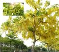 Blasenesche schnellwüchsig exotische mediterrane Gehölze Bäume für Garten Balkon