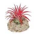 Exotenherz - Tillandsia ionantha "Fire" - intensive rote Farbe