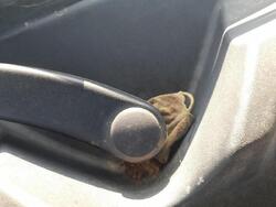 1J1955113C wischermotor vorne at für VOLKSWAGEN GOLF IV (1J1) 1.8 T delcp5006073