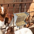 Heuraufe groß mit verstellbarem Abstand, Futtertrog aus verdicktem Metall